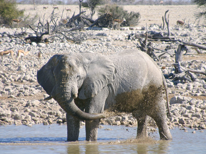 African savanna elephant
