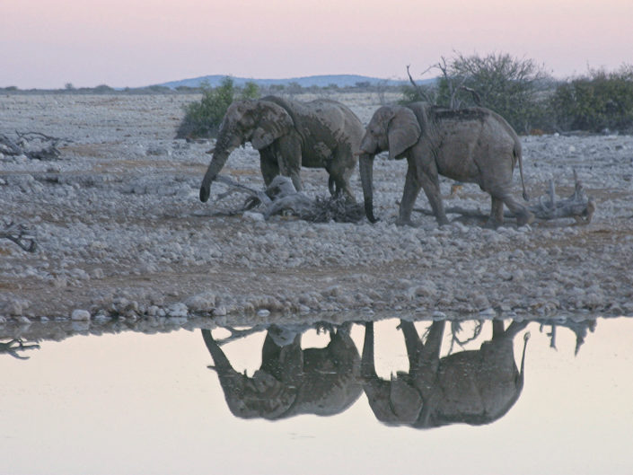 African savanna elephant