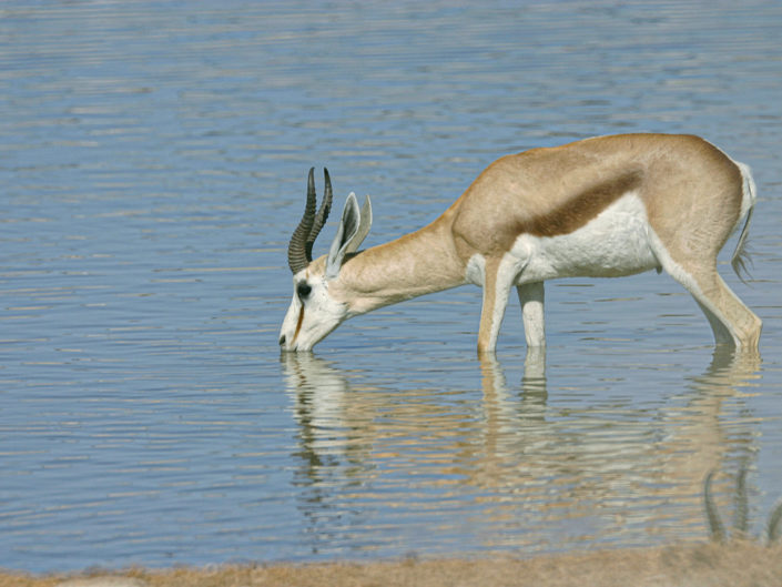 Springbok