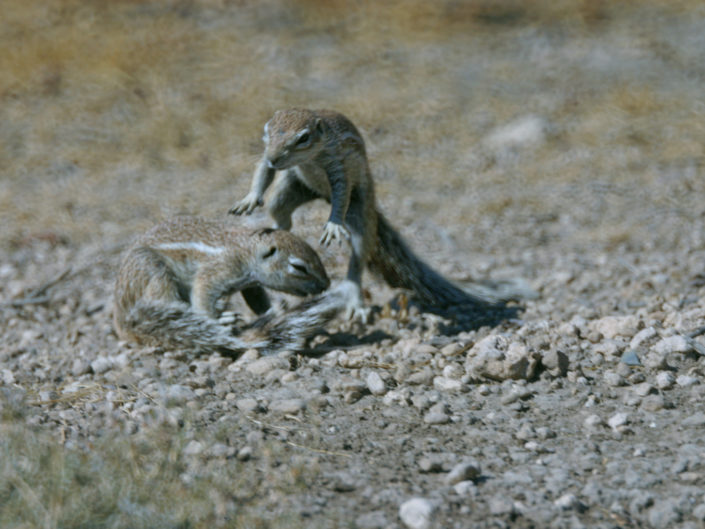 Mountain ground squirrel