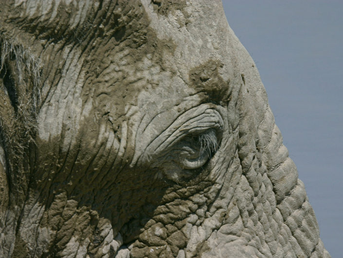 African savanna elephant