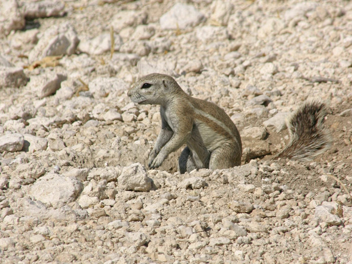 Mountain ground squirrel