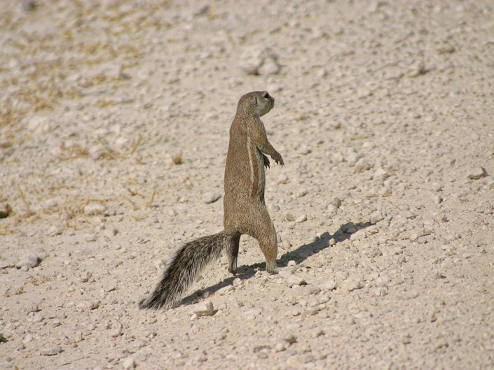 Mountain ground squirrel
