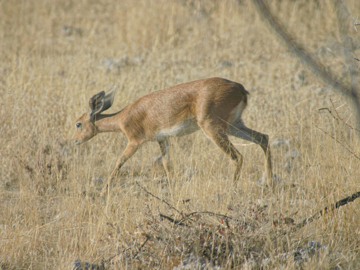 Steenbok