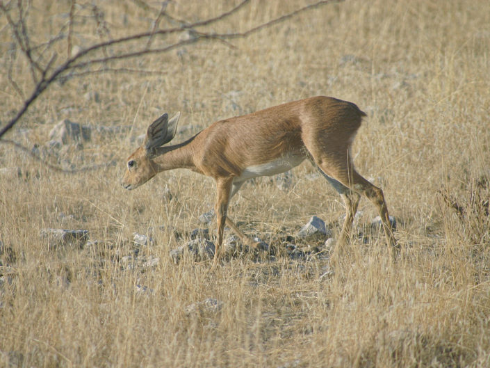 Steenbok