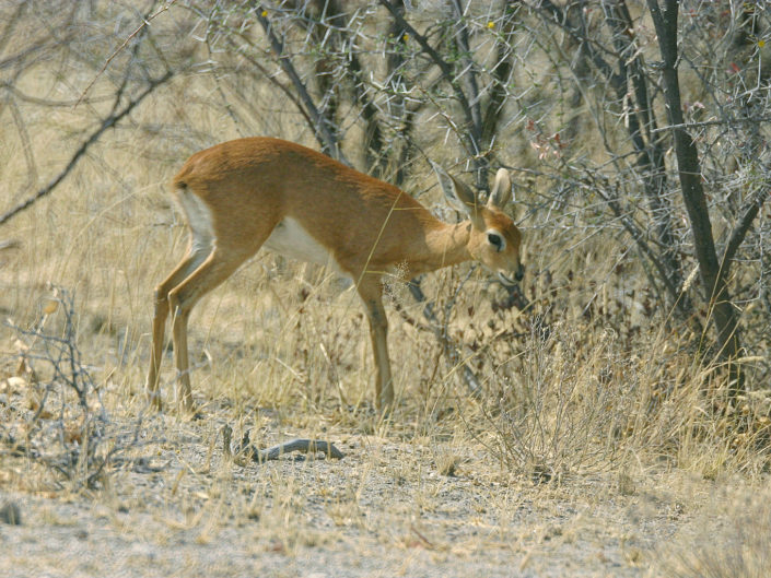 Steenbok