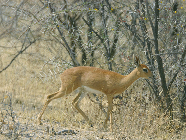 Steenbok