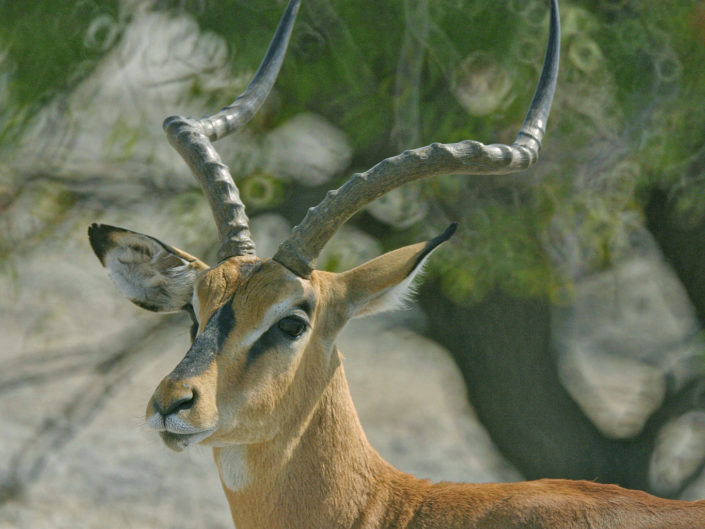 Black-faced impala