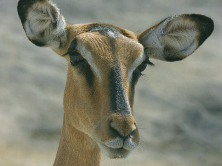 Black-faced impala