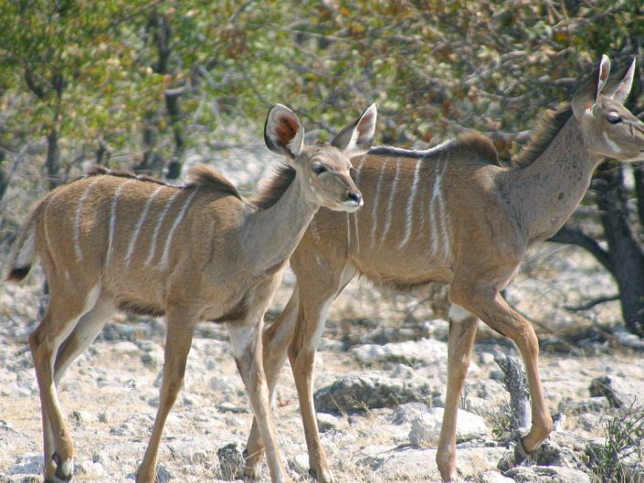 Greater kudu