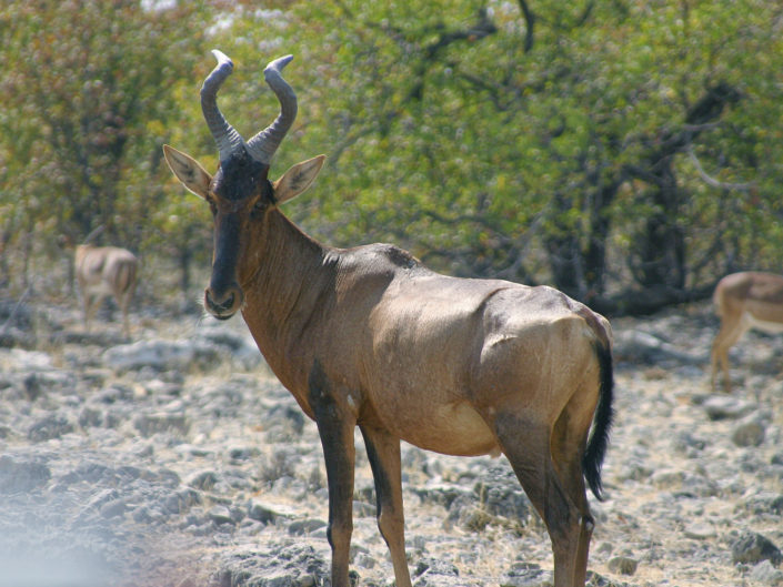 Red hartebeest