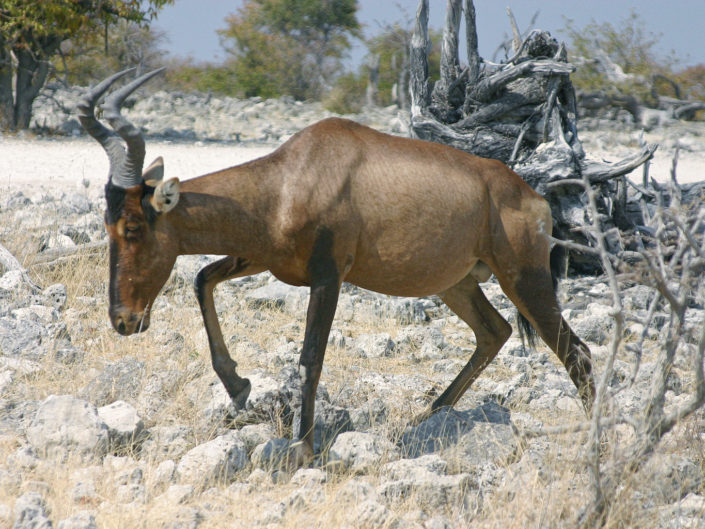 Red hartebeest
