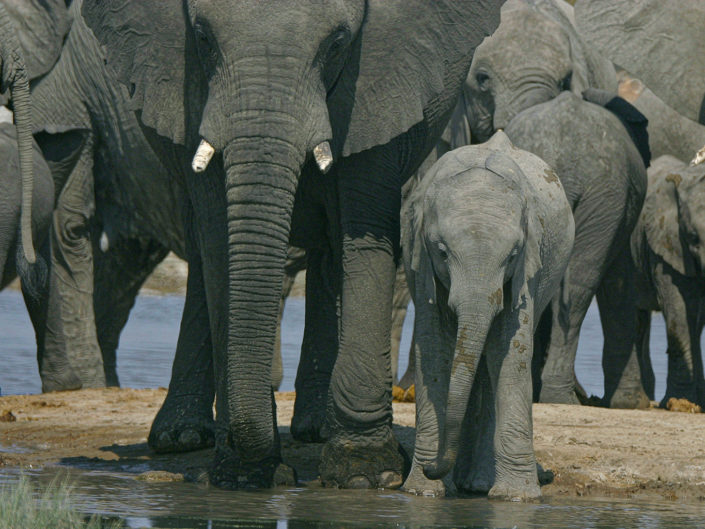 African savanna elephant