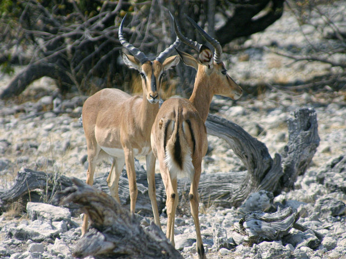 Black-faced impalas