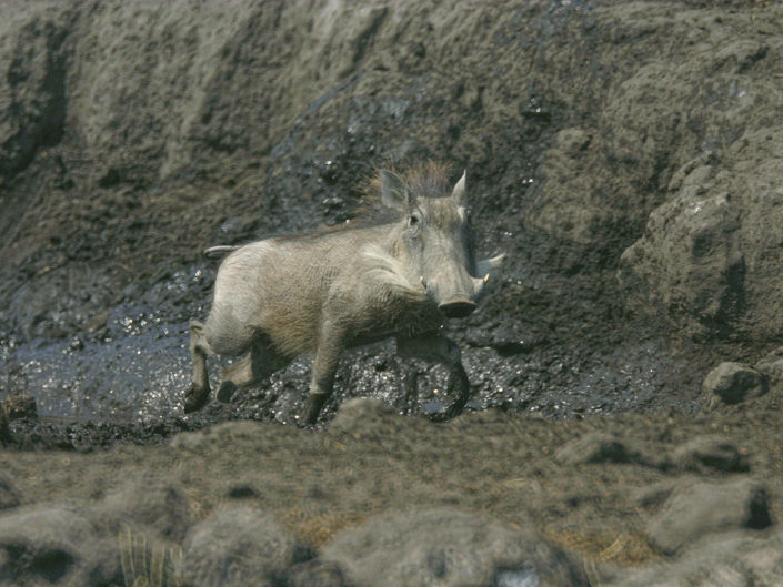 Common warthog