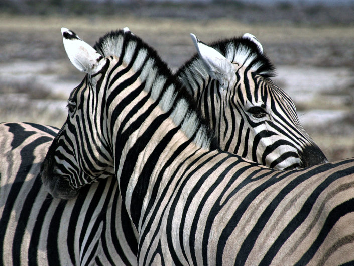 Burchell's zebra