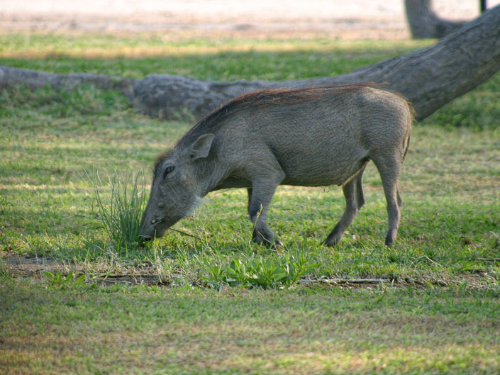 Common warthog