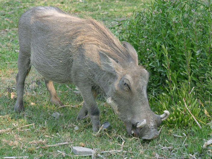 Common warthog