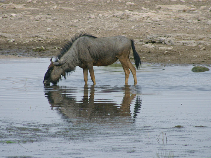 Blue wildebeest
