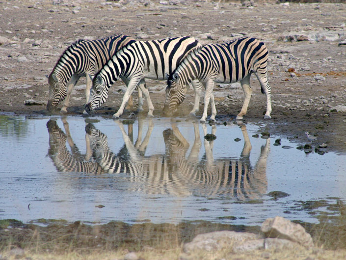 Burchell's zebra
