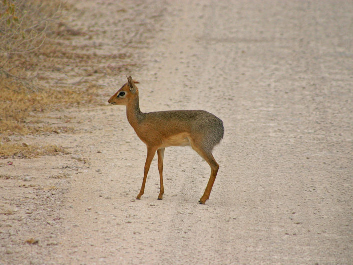 Kirk's dik-dik