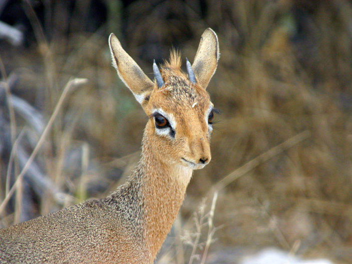 Kirk's dik-dik