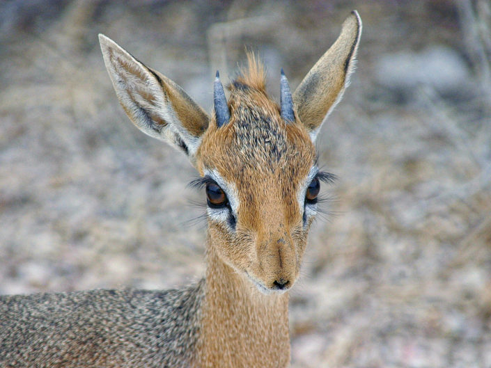 Kirk's dik-dik