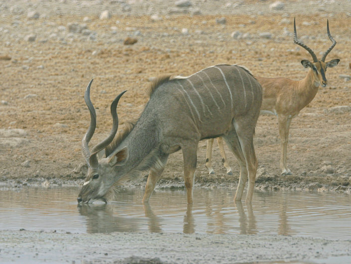 Greater kudu