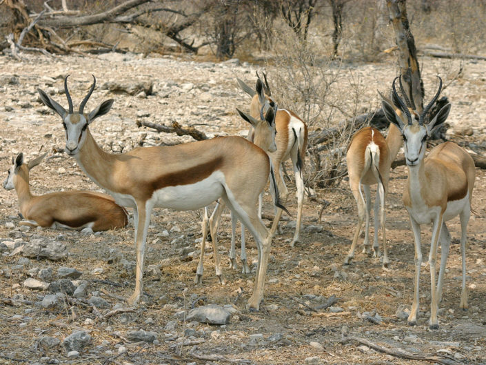 Springbok