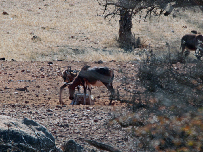 Blesbok