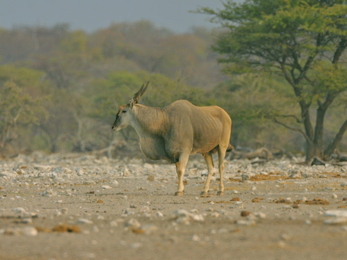 Common eland