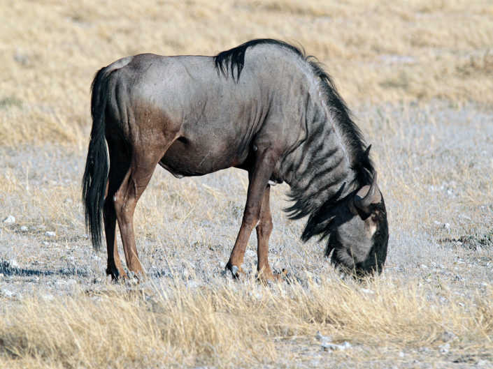 Blue wildebeest