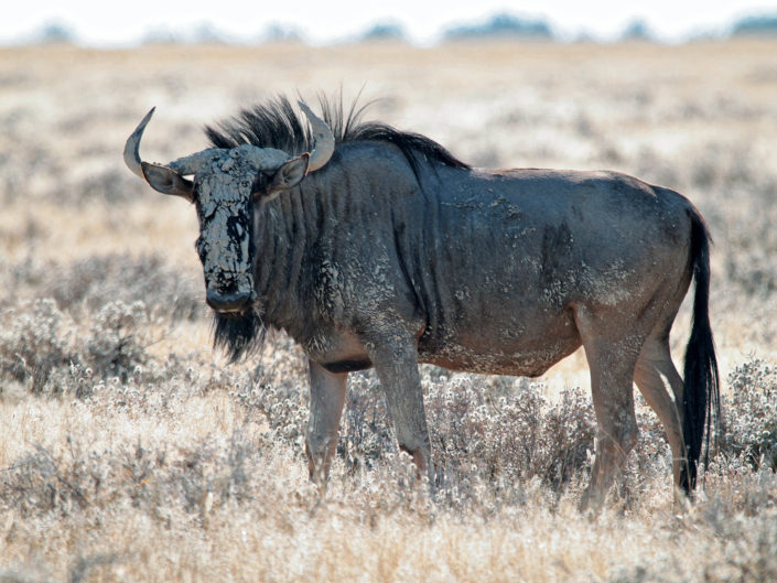 Blue wildebeest