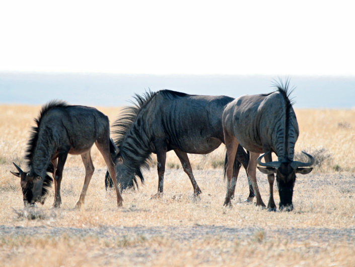 Blue wildebeest