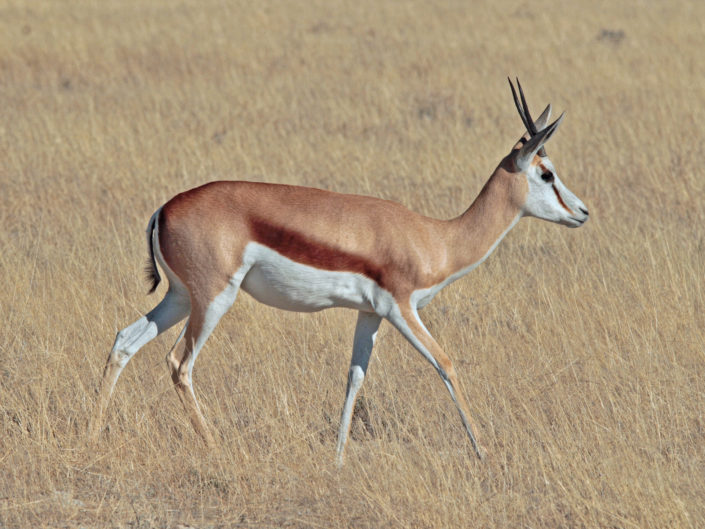 Springbok
