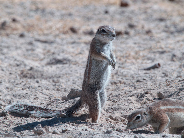 Mountain ground squirrel