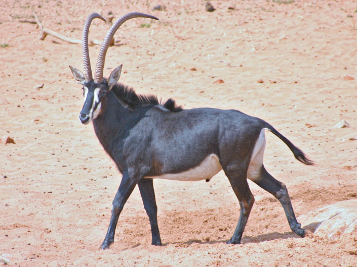 Sable antelope