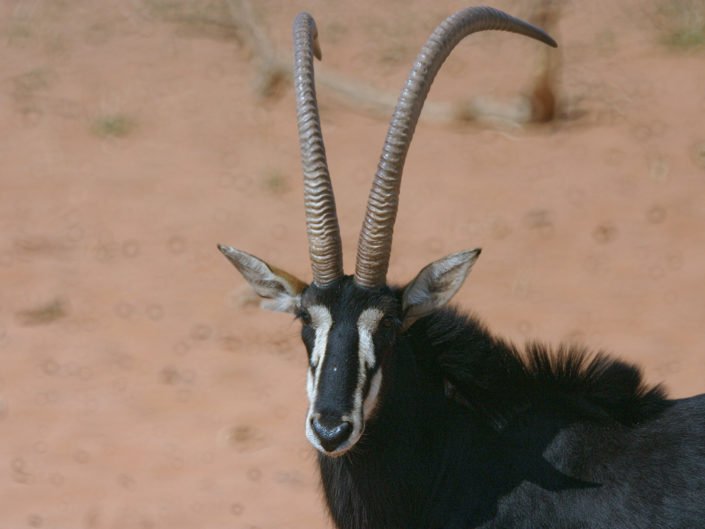 Sable antelope