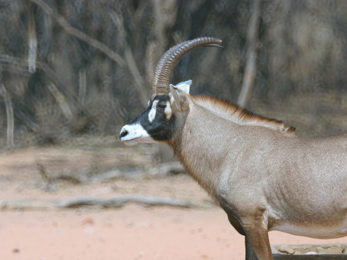 Roan antelope