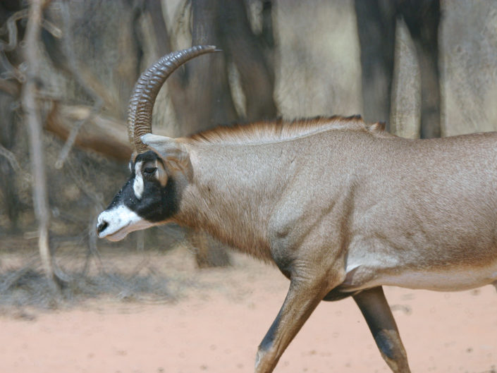 Roan antelope