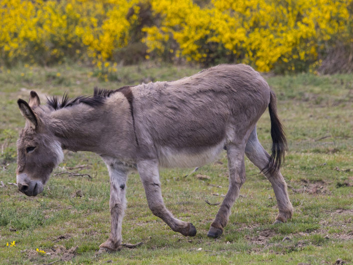 Cotentin donkey