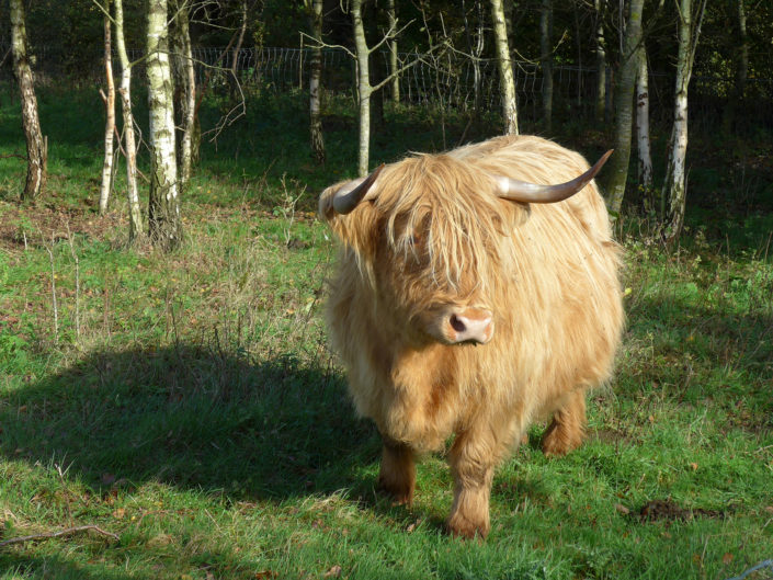 Highland cattle