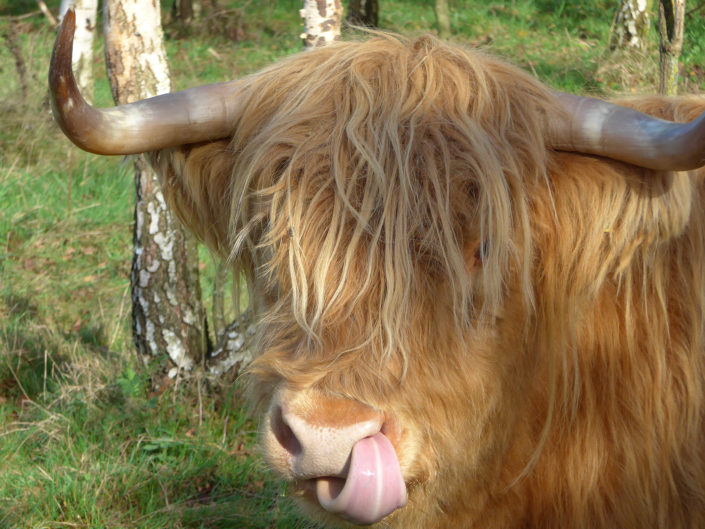 Highland cattle