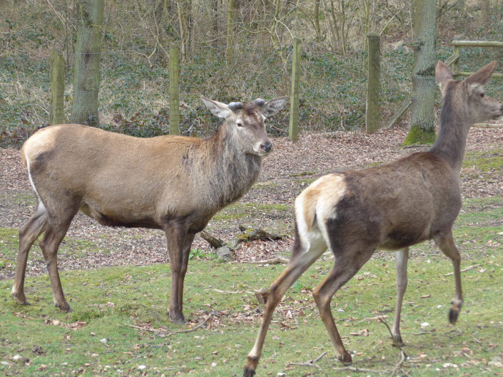 Red deer