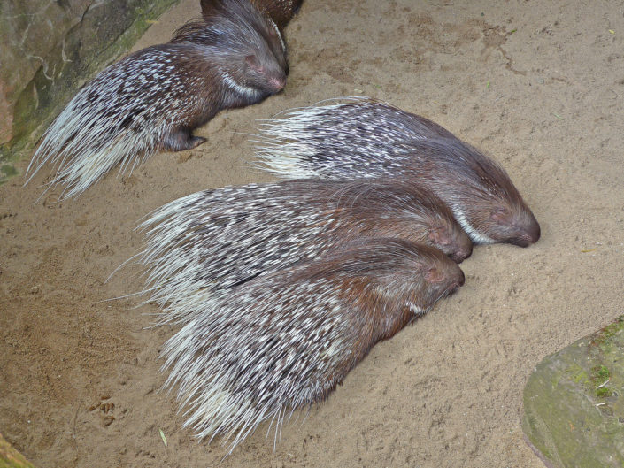 Indian crested porcupine