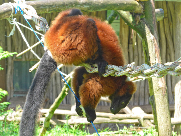 Red ruffed lemur