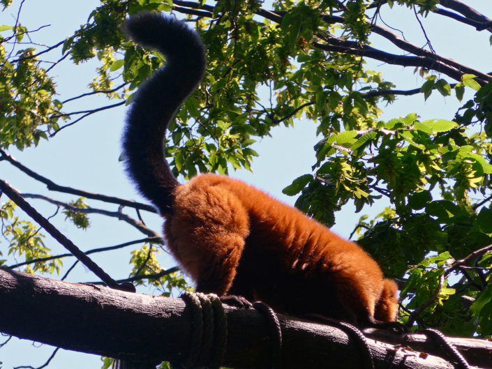 Red ruffed lemur