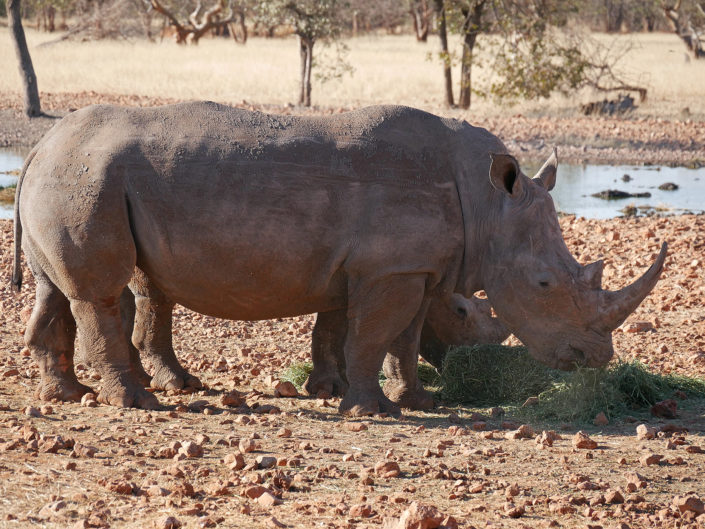 Black rhinoceros