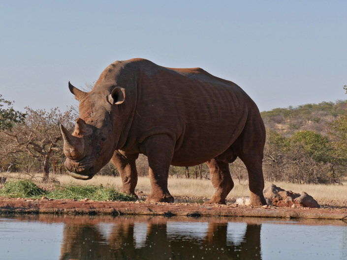 Black rhinoceros