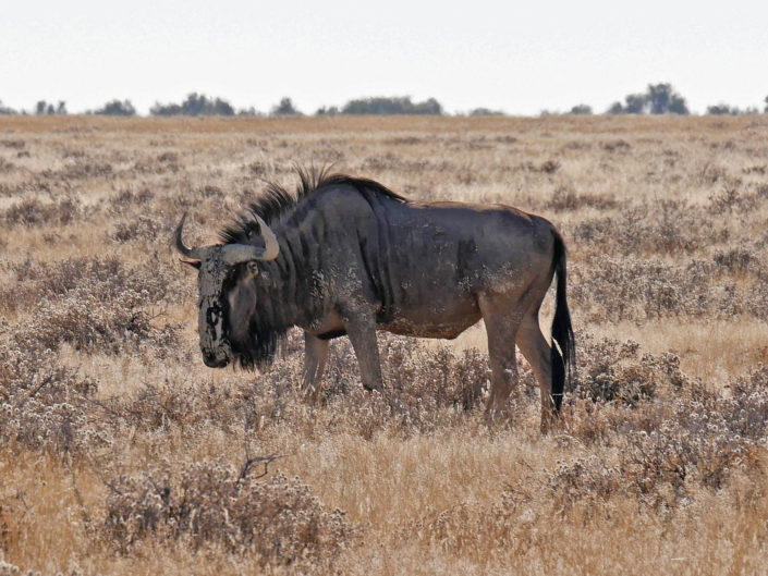 Blue wildebeest